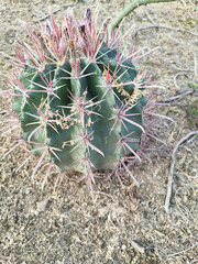 Ferocactus recurvus