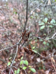 Rhododendron prinophyllum