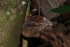 Catoblepia xanthicles