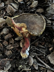 Xerocomellus mendocinensis