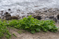 Mesembryanthemum crystallinum