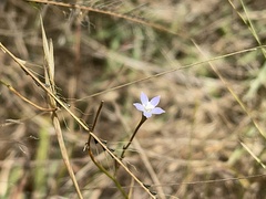 Wahlenbergia gracilis