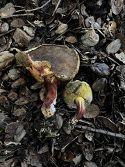 Xerocomellus mendocinensis