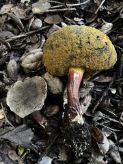 Xerocomellus mendocinensis