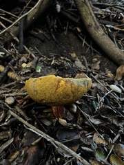 Xerocomellus mendocinensis