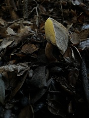 Xerocomellus mendocinensis