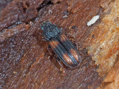 Bitoma crenata