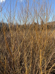 Salix nigra