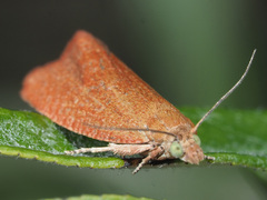 Celypha rufana