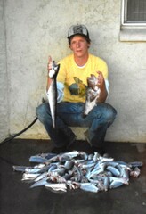 Merluccius productus