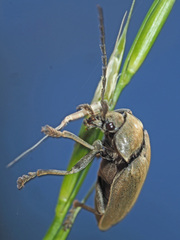 Dascillus cervinus