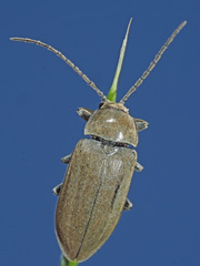 Dascillus cervinus