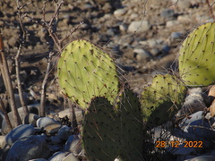Opuntia stenopetala