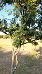 Libidibia paraguariensis