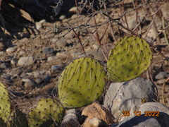 Opuntia stenopetala