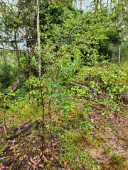 Dodonaea viscosa cuneata