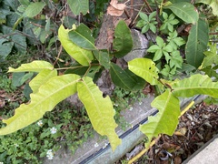 Syzygium samarangense