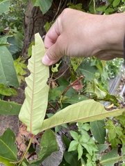 Syzygium samarangense