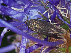 Scythris