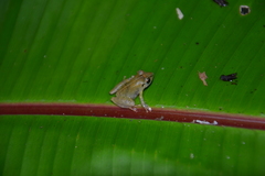Pristimantis ridens