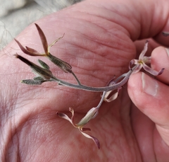 Lyrocarpa coulteri