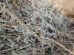 Lyrocarpa coulteri