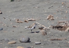 Charadrius falklandicus