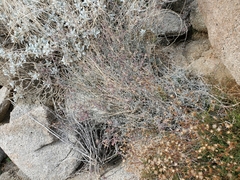 Lyrocarpa coulteri