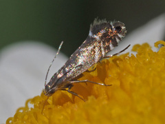 Glyphipterix simpliciella