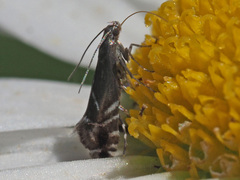 Glyphipterix simpliciella