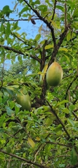 Crescentia cujete