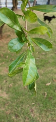 Crescentia cujete