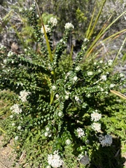 Pimelea nivea