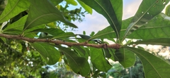 Crescentia cujete