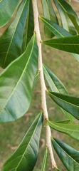 Crescentia cujete