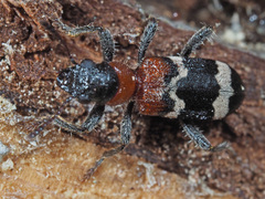 Thanasimus formicarius