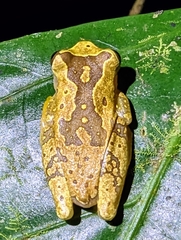 Dendropsophus ebraccatus