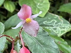 Begonia