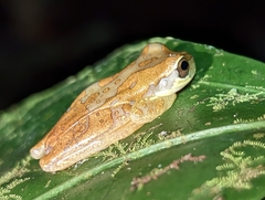 Dendropsophus ebraccatus
