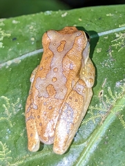Dendropsophus ebraccatus