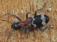 Thanasimus formicarius