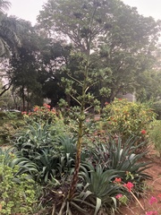 Agave
