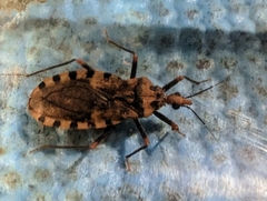 Panstrongylus geniculatus