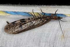 Archichauliodes guttiferus