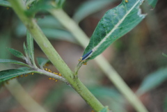 Ishidaella albomarginata