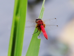 Aethriamanta nymphaeae