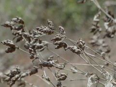 Strobilanthes reticulatus