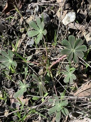 Lupinus succulentus