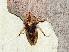 Stenocotis depressa