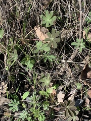 Lupinus succulentus